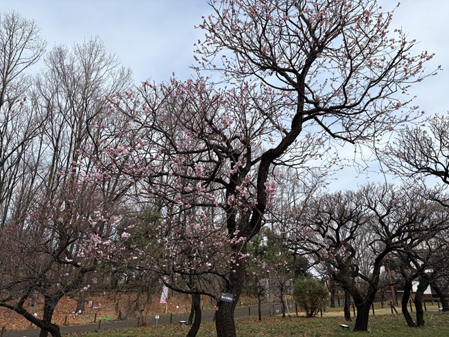 蝶の羽重ね(梅)の写真