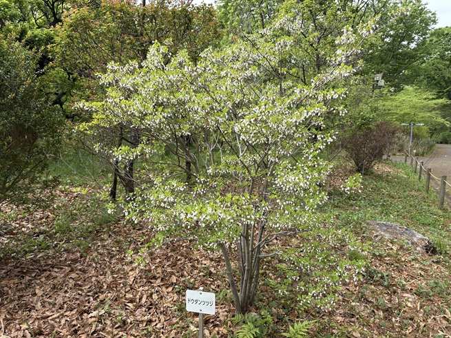 ドウダンツツジの写真