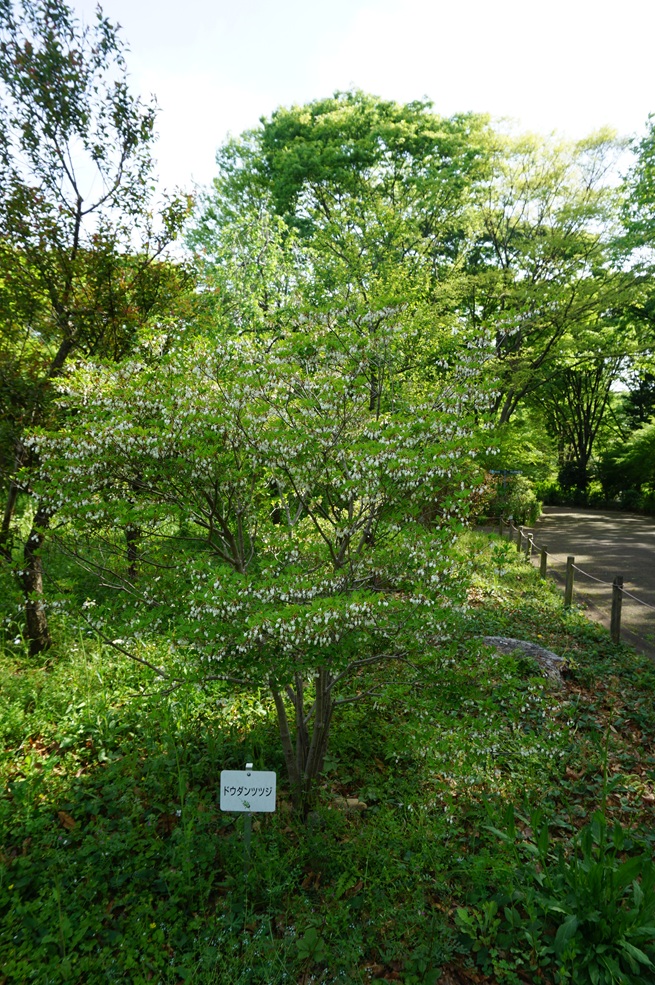 ドウダンツツジの写真