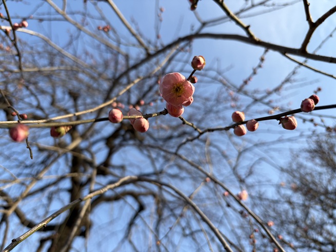 藤牡丹枝垂(旧郵便取扱所)の写真