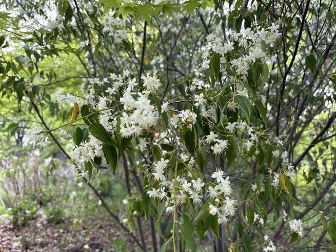 ハイノキの写真