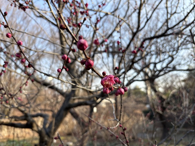 鹿児島紅梅(平右衛門広場)の写真