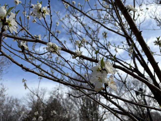 関白(ハナモモ)の写真