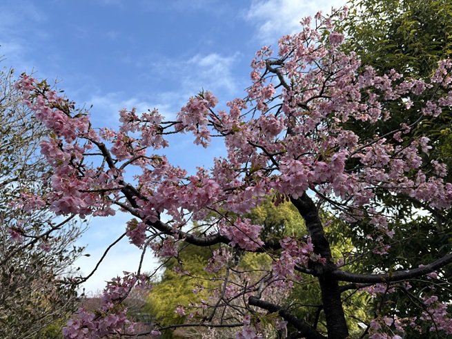 河津桜の写真
