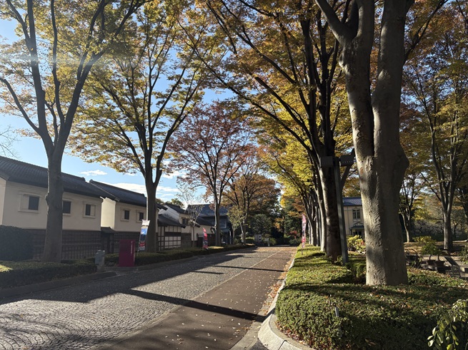 けやき並木の写真