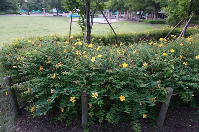 キンシバイの写真
