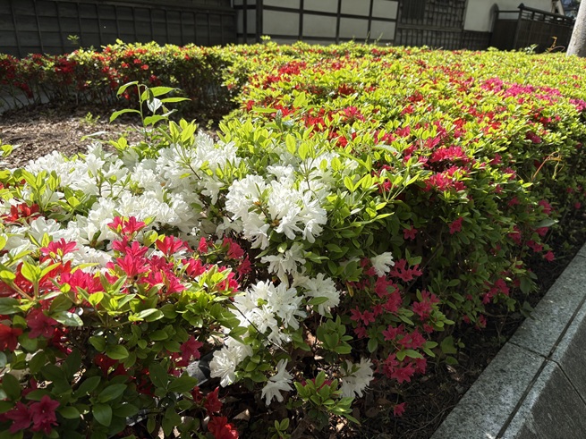 キリシマツツジの写真