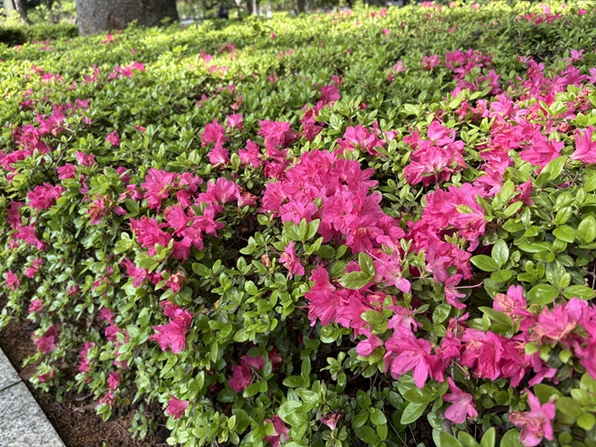 キリシマツツジの写真