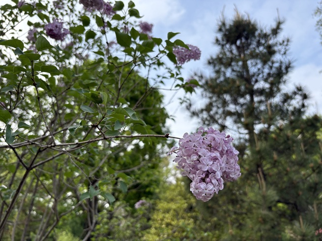 ライラックの写真