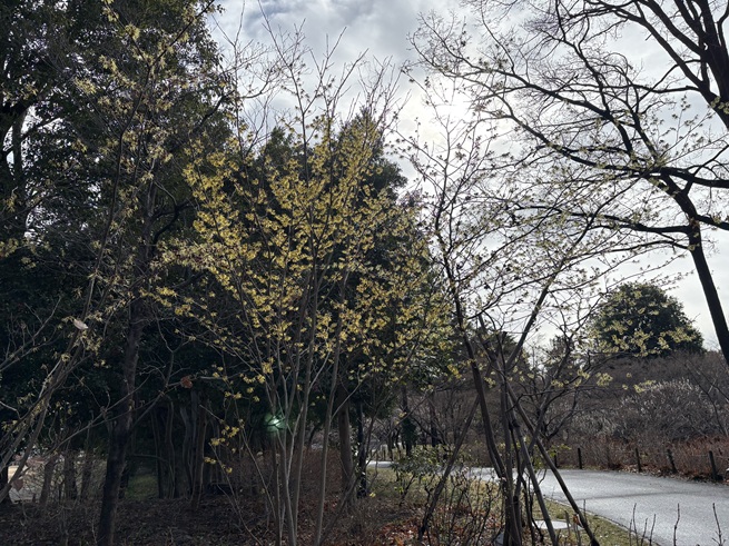 マンサクの写真