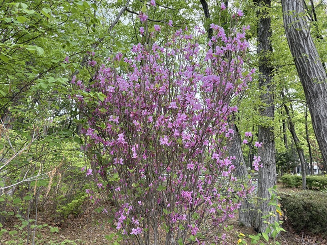 ミツバツツジの写真