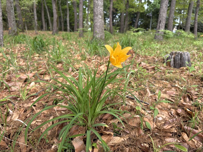 ムサシノキスゲの写真