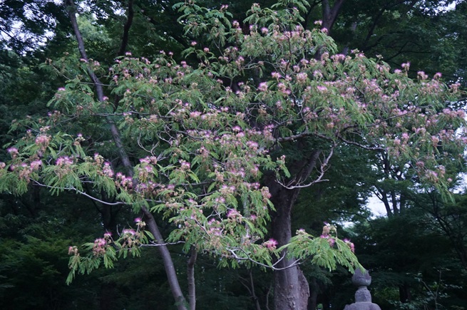 ネムノキの写真