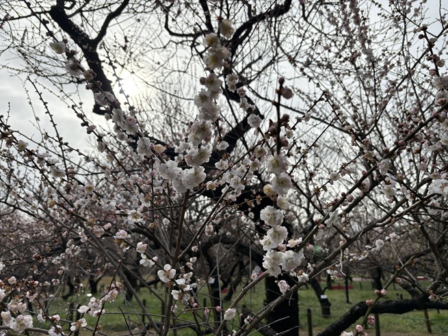 思いのまま(梅)の写真