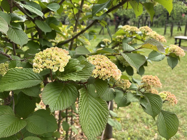 オオデマリの写真
