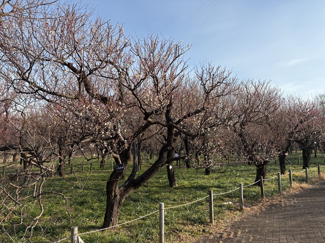 大階段上梅園の写真