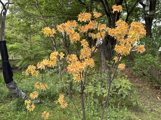 レンゲツツジの写真