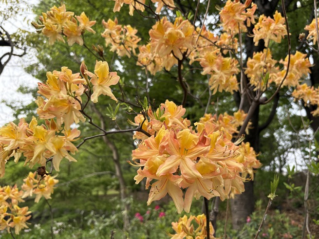 レンゲツツジの写真