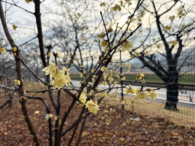 ロウバイの写真