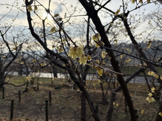 ロウバイの写真