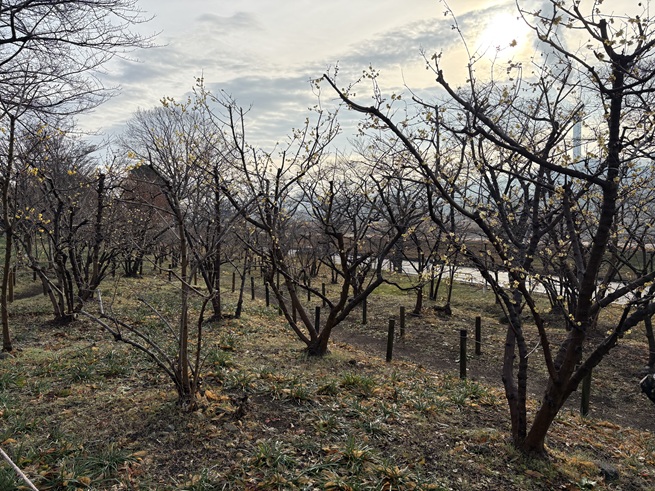 ロウバイの写真