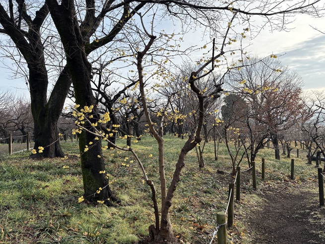 ロウバイの写真