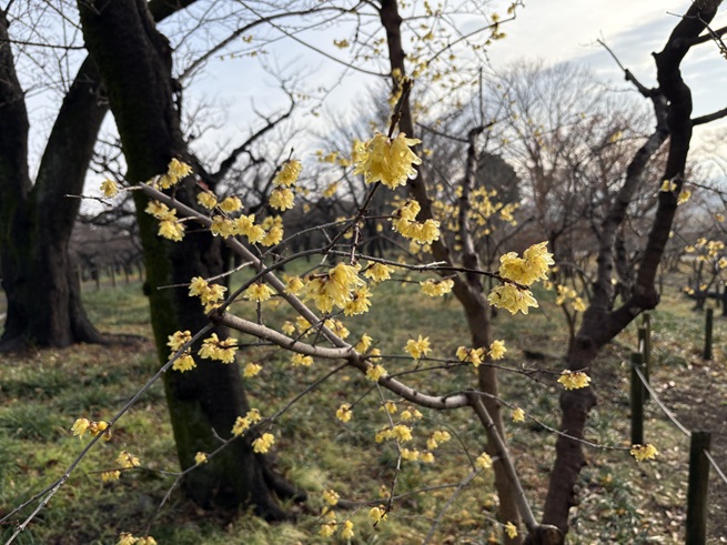 ロウバイの写真
