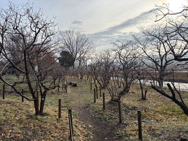 ロウバイの小径の写真