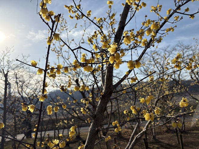 ロウバイの写真