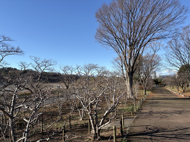 ロウバイの小径の写真