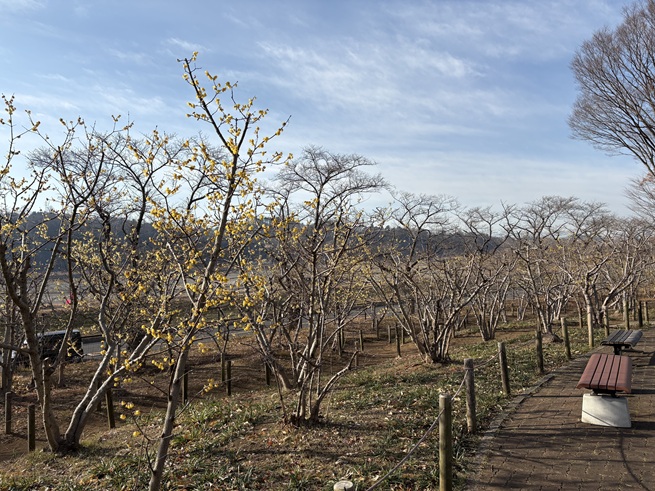 ロウバイの小径の写真
