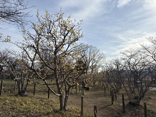 ロウバイの小径の写真
