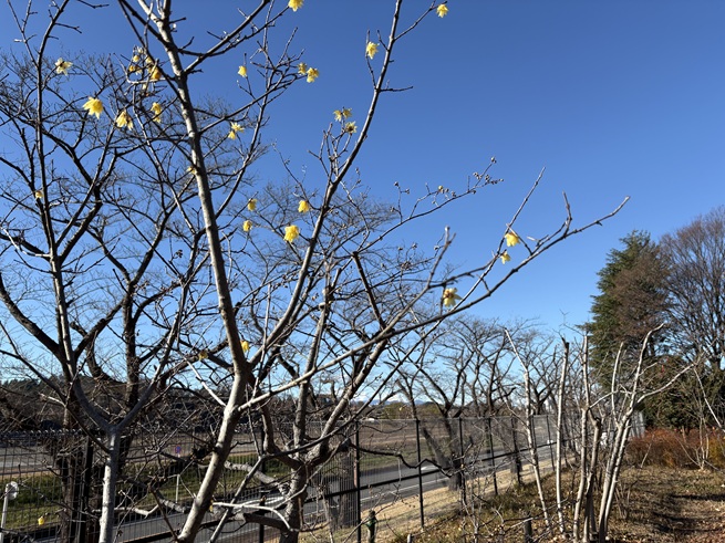 ロウバイの写真