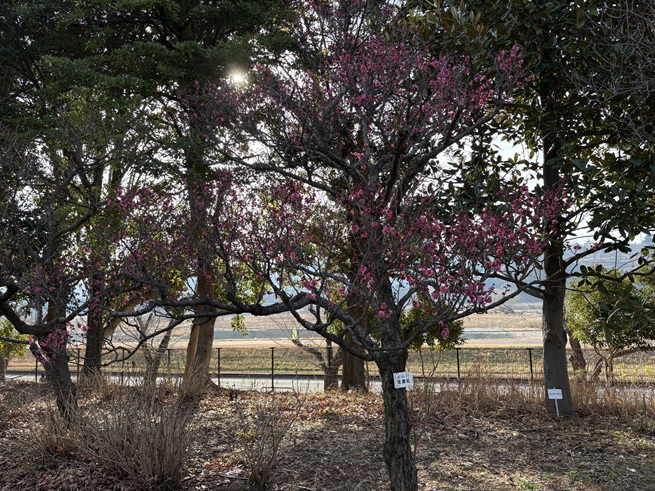 佐橋紅(芝生広場あずまや南)の写真