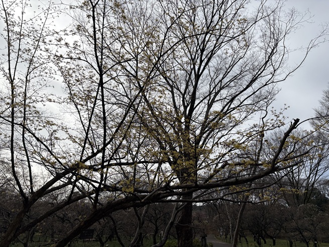 サンシュユの写真