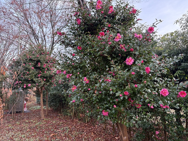 サザンカの写真