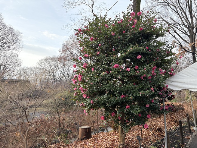 サザンカの写真