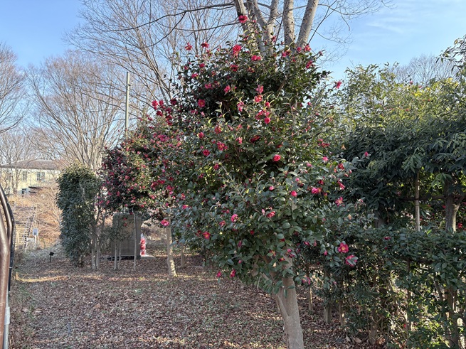 サザンカの写真