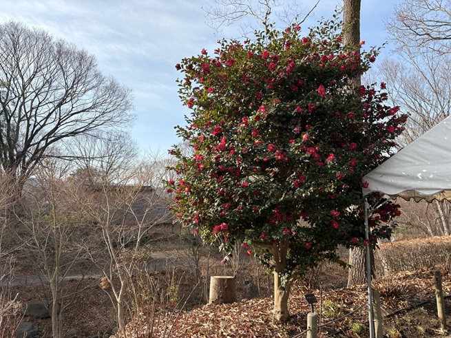 サザンカ(ハケの茶屋前)の写真