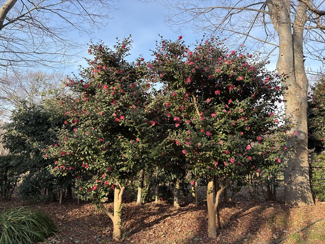サザンカ(旧越智家住宅)の写真