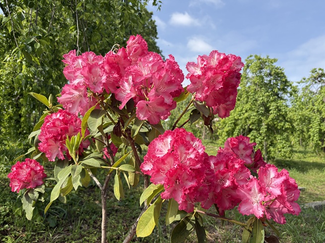 シャクナゲの写真