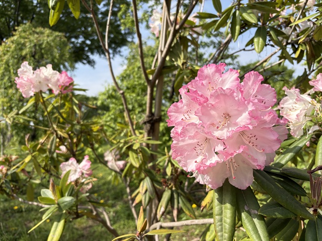 シャクナゲの写真