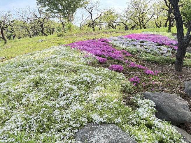 シバザクラの写真