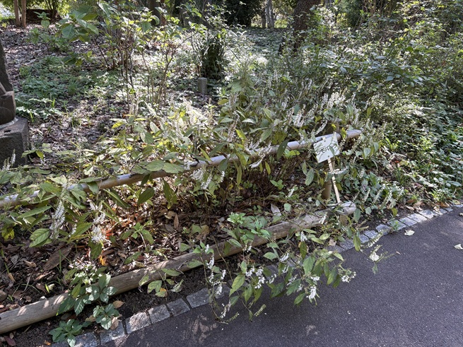 シモバシラの写真