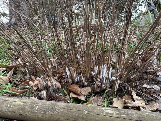 シモバシラの写真