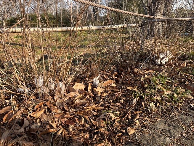 シモバシラの写真