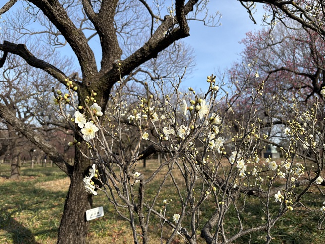 新茶青(芝生広場寄りあずまや南)の写真