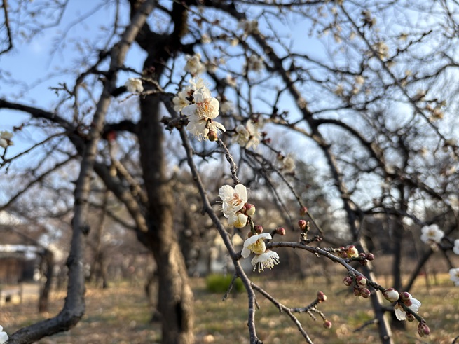 白加賀枝垂(旧郵便取扱所)の写真