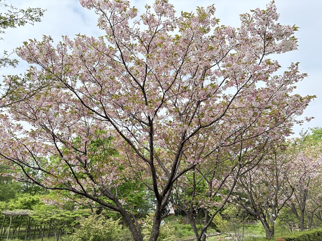 白妙(サクラ)の写真