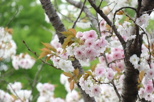 白妙(サクラ)の写真